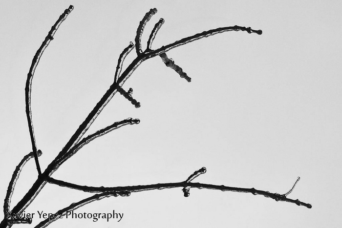 Ottawa-freezing-rain-1