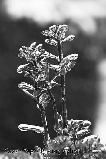 Ottawa-freezing-rain-2